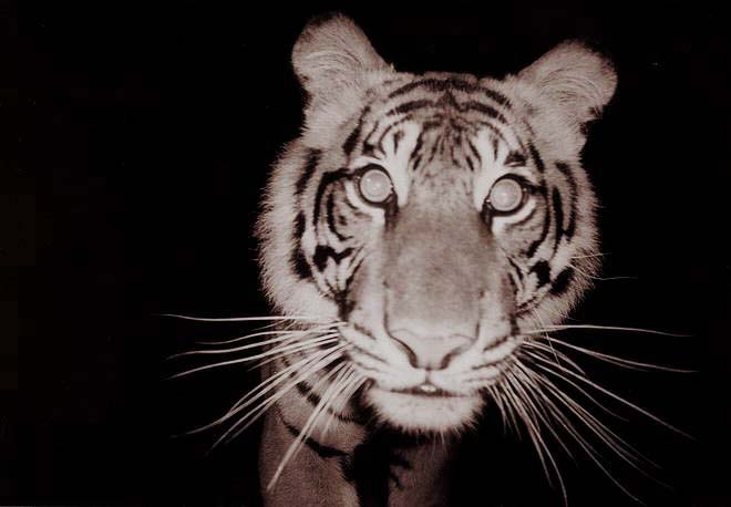 tigre con camara de trampeo